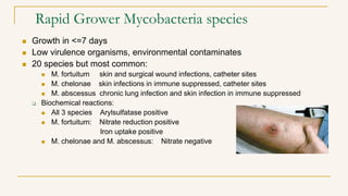  Growth in <=7 days
 Low virulence organisms, environmental contaminates
 20 species but most common:
 M. fortuitum skin and surgical wound infections, catheter sites
 M. chelonae skin infections in immune suppressed, catheter sites
 M. abscessus chronic lung infection and skin infection in immune suppressed
 Biochemical reactions:
 All 3 species Arylsulfatase positive
 M. fortuitum: Nitrate reduction positive
Iron uptake positive
 M. chelonae and M. abscessus: Nitrate negative
Rapid Grower Mycobacteria species
 
