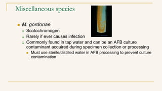 Miscellaneous species
 M. gordonae
 Scotochromogen
 Rarely if ever causes infection
 Commonly found in tap water and can be an AFB culture
contaminant acquired during specimen collection or processing
 Must use sterile/distilled water in AFB processing to prevent culture
contamination
 