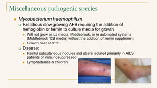 Miscellaneous pathogenic species
 Mycobacterium haemophilum
 Fastidious slow growing AFB requiring the addition of
hemoglobin or hemin to culture media for growth
 Will not grow on LJ media, Middlebrook, or in automated systems
(Middlebrook 12B media) without the addition of hemin supplement
 Growth best at 30*C
 Disease:
 Painful subcutaneous nodules and ulcers isolated primarily in AIDS
patients or immunosuppressed
 Lymphadenitis in children
 