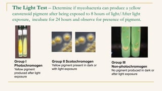 The Light Test – Determine if mycobacteria can produce a yellow
carotenoid pigment after being exposed to 8 hours of light/After light
exposure, incubate for 24 hours and observe for presence of pigment.
Group I
Photochromogen
Yellow pigment
produced after light
exposure
Group III
Non-photochromogen
No pigment produced in dark or
after light exposure
Group II Scotochromogen
Yellow pigment present in dark or
with light exposure
 