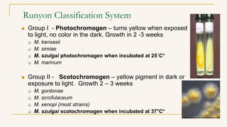 Runyon Classification System
 Group I - Photochromogen – turns yellow when exposed
to light, no color in the dark. Growth in 2 -3 weeks
 M. kansasii
 M. simiae
 M. szulgai photochromagen when incubated at 25˚C*
 M. marinum
 Group II - Scotochromogen – yellow pigment in dark or
exposure to light. Growth 2 – 3 weeks
 M. gordonae
 M. scrofulaceum
 M. xenopi (most strains)
 M. szulgai scotochromogen when incubated at 37°C*
 