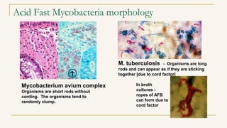 Mycobacteriology 2021
