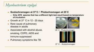 Mycobacterium szulgai
 Scotochromogen at 37˚C / Photochromogen at 25˚C
 Only AFB species that has a different light test...