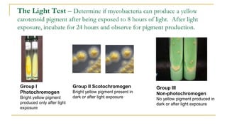 The Light Test – Determine if mycobacteria can produce a yellow
carotenoid pigment after being exposed to 8 hours of light. After light
exposure, incubate for 24 hours and observe for pigment production.
Group I
Photochromogen
Bright yellow pigment
produced only after light
exposure
Group III
Non-photochromogen
No yellow pigment produced in
dark or after light exposure
Group II Scotochromogen
Bright yellow pigment present in
dark or after light exposure
 
