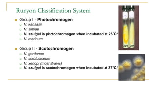 Runyon Classification System
 Group I - Photochromogen
 M. kansasii
 M. simiae
 M. szulgai is photochromagen when incubated at 25˚C*
 M. marinum
 Group II - Scotochromogen
 M. gordonae
 M. scrofulaceum
 M. xenopi (most strains)
 M. szulgai is scotochromogen when incubated at 37°C*
 