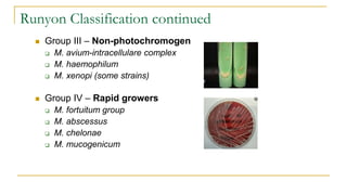 Runyon Classification continued
 Group III – Non-photochromogen
 M. avium-intracellulare complex
 M. haemophilum
 M. xenopi (some strains)
 Group IV – Rapid growers
 M. fortuitum group
 M. abscessus
 M. chelonae
 M. mucogenicum
 