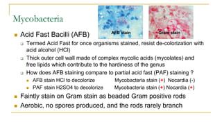 Mycobacteria
 Acid Fast Bacilli (AFB)
 Termed Acid Fast for once organisms stained, resist de-colorization with
acid alcohol (HCl)
 Thick outer cell wall made of complex mycolic acids (mycolates) and
free lipids which contribute to the hardiness of the genus
 How does AFB staining compare to partial acid fast (PAF) staining ?
 AFB stain HCl to decolorize Mycobacteria stain (+) Nocardia (-)
 PAF stain H2SO4 to decolorize Mycobacteria stain (+) Nocardia (+)
 Faintly stain on Gram stain as beaded Gram positive rods
 Aerobic, no spores produced, and the rods rarely branch
AFB stain Gram stain
 