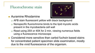 Fluorochrome stain
 Auramine Rhodamine
 AFB stain fluorescent yellow with black background
 Nonspecific fluorochrome binds to the lipid mycolic acids
present in the mycobacteria cell wall
 Read using 25X or 40X for 2 min, viewing numerous fields
using a fluorescence microscope
 Considered more sensitive than carbol fuchsin based stains
for concentrated patient specimen slide examination, mostly
due to the vivid fluorescence of the organism.
 