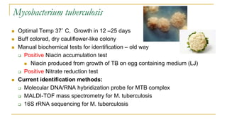 Mycobacterium tuberculosis
 Optimal Temp 37˚ C, Growth in 12 –25 days
 Buff colored, dry cauliflower-like colony
 Manual biochemical tests for identification – old way
 Positive Niacin accumulation test
 Niacin produced from growth of TB on egg containing medium (LJ)
 Positive Nitrate reduction test
 Current identification methods:
 Molecular DNA/RNA hybridization probe for MTB complex
 MALDI-TOF mass spectrometry for M. tuberculosis
 16S rRNA sequencing for M. tuberculosis
 