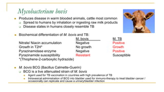 Mycobacterium bovis
 Produces disease in warm blooded animals, cattle most common
 Spread to humans by inhalation or ingesting raw milk products
 Disease states in humans closely resemble TB
 Biochemical differentiation of M. bovis and TB:
M. bovis M. TB
Nitrate/ Niacin accumulation Negative Positive
Growth in T2H* No growth Growth
Pyrazinamidase enzyme Negative Positive
Pyrazinamide susceptibility Resistant Susceptible
*(Thiophene-2-carboxylic hydrazide)
 M. bovis BCG (Bacillus Calmette-Guerin)
 BCG is a live attenuated strain of M. bovis
 Agent used for TB vaccination in countries with high prevalence of TB
 Intravesical administration of BCG into bladder used for immuno-therapy to treat bladder cancer /
occasionally can replicate and cause a urinary/bladder infection
 