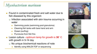 Mycobacterium marinum
 Found in contaminated fresh and salt water due to
fish diseased by this organism
 Infection associated with skin trauma occurring in
water
 Swimming pools (swimming pool granuloma)
 Cleaning fish tanks with bare hand and arm
 Ocean (surfing)
 Punctures from fish fins
 Lesion culture - optimum temp for growth is 30˚ C
with growth in 5-14 day
 No unique biochemical reactions of note
 Identify using MALDI-TOF or sequencing
 