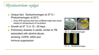Mycobacterium szulgai
 Unique fact: Scotochromogen at 37˚C /
Photochromogen at 25˚C
 Only AFB species that has a different light test result
based on temperature of incubation
 Growth at 37 ˚C in 12 - 25 days
 Pulmonary disease in adults, similar to TB:
associated with alcohol abuse,
smoking, COPD, AIDS and
immune suppression
25˚ C - Photochromogen
37˚ C - Scotochromogen
 