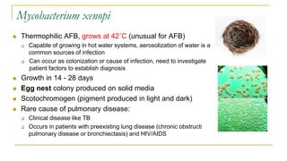 Mycobacterium xenopi
 Thermophilic AFB, grows at 42˚C (unusual for AFB)
 Capable of growing in hot water systems, aerosolization of water is a
common sources of infection
 Can occur as colonization or cause of infection, need to investigate
patient factors to establish diagnosis
 Growth in 14 - 28 days
 Egg nest colony produced on solid media
 Scotochromogen (pigment produced in light and dark)
 Rare cause of pulmonary disease:
 Clinical disease like TB
 Occurs in patients with preexisting lung disease (chronic obstructive
pulmonary disease or bronchiectasis) and HIV/AIDS
 