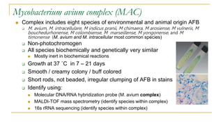 Mycobacterium avium complex (MAC)
 Complex includes eight species of environmental and animal origin AFB
 M. avium, M. intracellulare, M indicus pranii, M chimaera, M arosiense, M vulneris, M
bouchedurhonense, M colombiense, M marseillense, M yongonense, and M
timonense (M. avium and M. intracellular most common species)
 Non-photochromogen
 All species biochemically and genetically very similar
 Mostly inert in biochemical reactions
 Growth at 37 ˚C in 7 – 21 days
 Smooth / creamy colony / buff colored
 Short rods, not beaded, irregular clumping of AFB in stains
 Identify using:
 Molecular DNA/RNA hybridization probe (M. avium complex)
 MALDI-TOF mass spectrometry (identify species within complex)
 16s rRNA sequencing (identify species within complex)
 