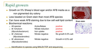 Rapid growers
 Growth on 5% Sheep’s blood agar and/or AFB media as a
non pigmented dry colony
 Less beaded on Gram stain than most AFB species
 Can have weak AFB staining due to low cell wall lipid content
 Biochemical reactions:
 All species Arylsulfatase positive
 M. fortuitum: Nitrate reduction positive
(Mycolicibacterium) Iron uptake positive
 M. chelonae: Nitrate negative No growth 6.5% salt
(Mycobacteroides)
 M. abscessus: Nitrate negative Growth in 6.5% salt
(Mycobacteroides)
 Identification to species using MALDI-TOF and sequencing
Gram stain
 