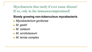 Mycobacteria that rarely if ever cause disease!
If so, only in the immunocompromised!
Slowly growing non-tuberculous mycobacteria
 Mycobacterium gordonae
 M. gastri
 M. celatum
 M. scrofulaceum
 M. terrae complex
 