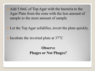  Add 5.0mL of Top Agar with the bacteria to the
Agar Plate from the zone with the less amount of
sample to the most amount of sample
 Let the Top Agar solidifies, invert the plate quickly.
 Incubate the inverted plate at 37°C
Observe
Phages or Not Phages?
 