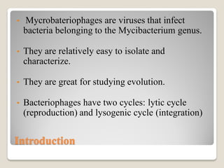 Introduction
• Mycrobateriophages are viruses that infect
bacteria belonging to the Mycibacterium genus.
• They are relatively easy to isolate and
characterize.
• They are great for studying evolution.
• Bacteriophages have two cycles: lytic cycle
(reproduction) and lysogenic cycle (integration)
 