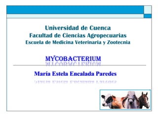Universidad de Cuenca
 Facultad de Ciencias Agropecuarias
Escuela de Medicina Veterinaria y Zootecnia


        Mycobacterium

   María Estela Encalada Paredes
 