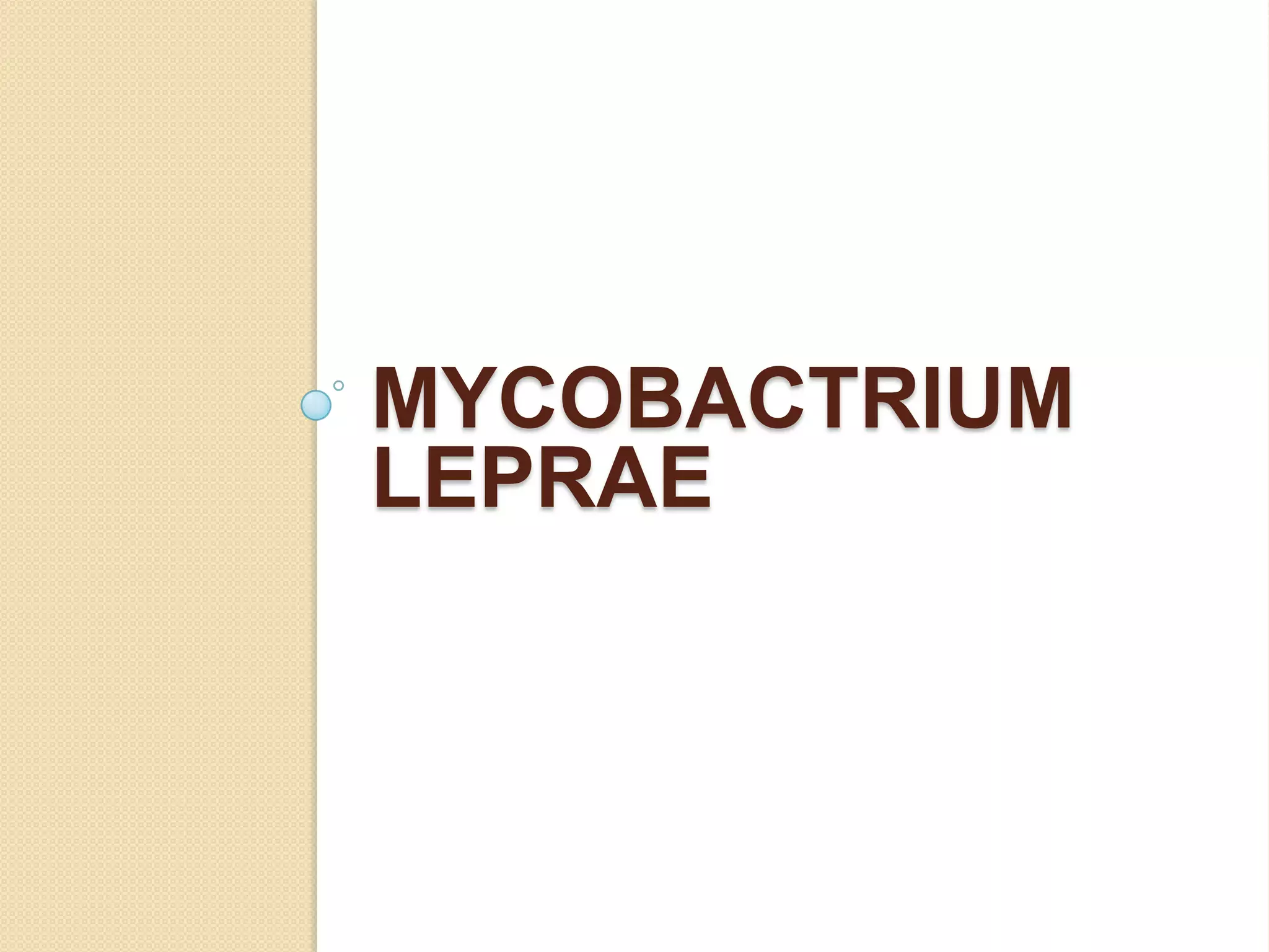 MYCOBACTRIUM
LEPRAE
 