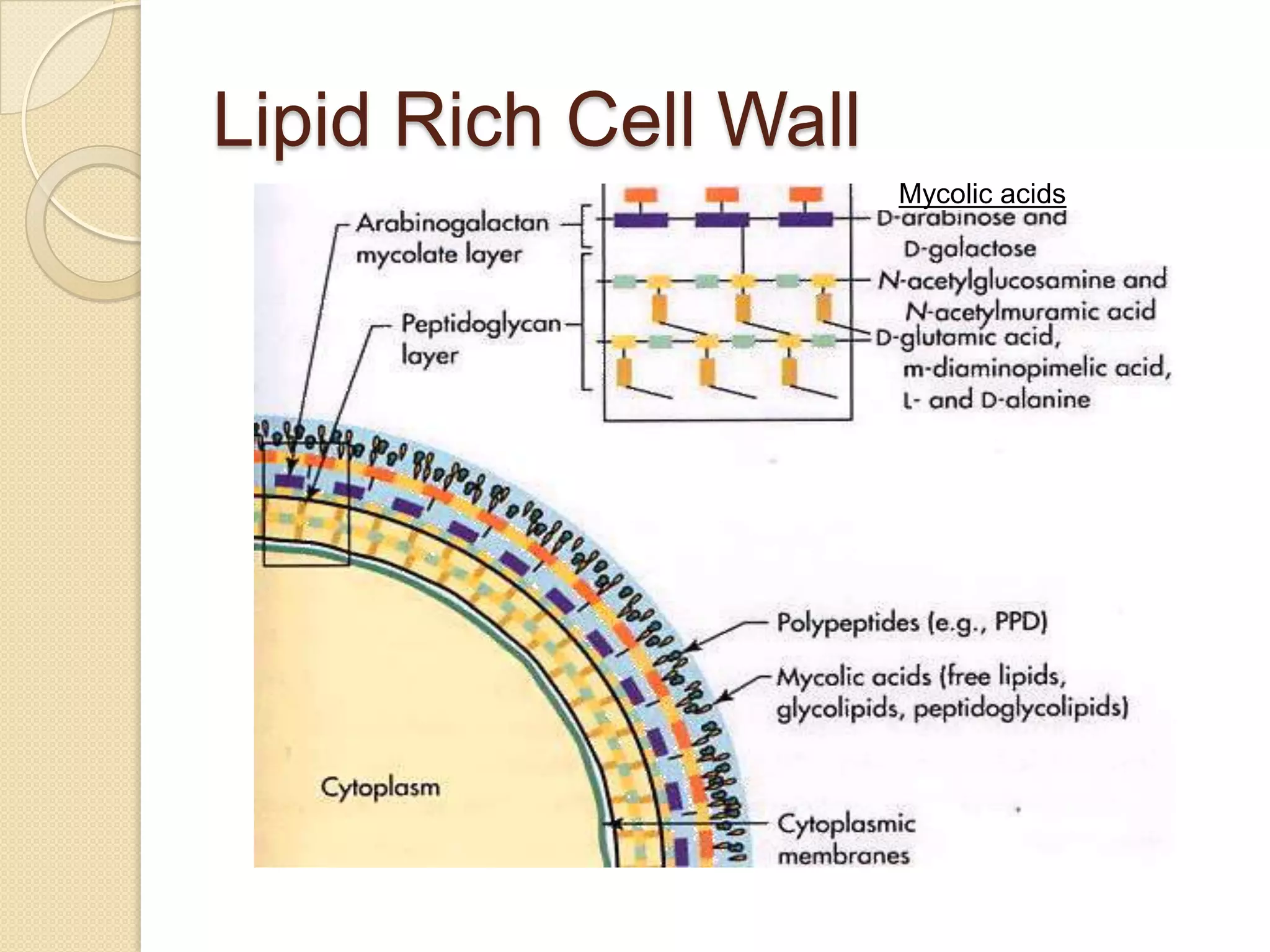 Lipid Rich Cell Wall
Mycolic acids
 
