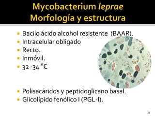 









Bacilo ácido alcohol resistente (BAAR).
Intracelular obligado
Recto.
Inmóvil.
32 -34 °C

Polisacáridos y peptidoglicano basal.
Glicolípido fenólico I (PGL-I).
38

 