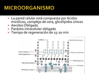 La pared celular está compuesta por Acidos
micólicos, complejo de cera, glicolípidos únicos
 Aerobio Obligado
 Parásito intracelular obligado
 Tiempo de regeneración de 15-20 min


 