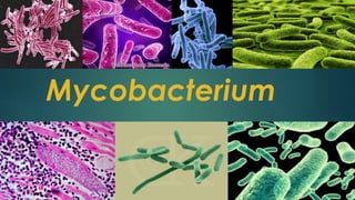 Mycobacterium 
 