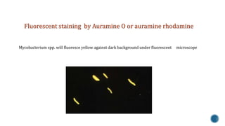 Fluorescent staining by Auramine O or auramine rhodamine 
Mycobacterium spp. will fluoresce yellow against dark background under fluorescent microscope 
 