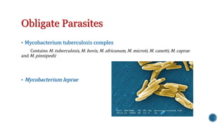 Obligate Parasites 
• Mycobacterium tuberculosis complex 
Contains M. tuberculosis, M. bovis, M. africanum, M. microti, M. canetti, M. caprae 
and M. pinnipedii 
• Mycobacterium leprae 
 