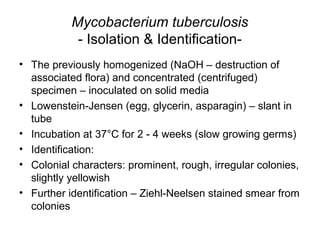 Mycobacterium tuberculosis
- Isolation & Identification-
• The previously homogenized (NaOH – destruction of
associated flora) and concentrated (centrifuged)
specimen – inoculated on solid media
• Lowenstein-Jensen (egg, glycerin, asparagin) – slant in
tube
• Incubation at 37°C for 2 - 4 weeks (slow growing germs)
• Identification:
• Colonial characters: prominent, rough, irregular colonies,
slightly yellowish
• Further identification – Ziehl-Neelsen stained smear from
colonies
 