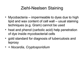 Ziehl-Neelsen Staining
• Mycobacteria – impermeable to dyes due to high
lipid and wax content of cell wall – usual staining
techniques (e.g. Gram) cannot be used
• heat and phenol (carbolic acid) help penetration
of dye inside mycobacterial cells
• gold standard for diagnosis of tuberculosis and
leprosy
• + Nocardia, Cryptosporidium
 