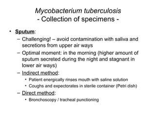Mycobacterium tuberculosis
- Collection of specimens -
• Sputum:
– Challenging! – avoid contamination with saliva and
secretions from upper air ways
– Optimal moment: in the morning (higher amount of
sputum secreted during the night and stagnant in
lower air ways)
– Indirect method:
• Patient energically rinses mouth with saline solution
• Coughs and expectorates in sterile container (Petri dish)
– Direct method:
• Bronchoscopy / tracheal punctioning
 