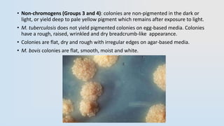 • Non-chromogens (Groups 3 and 4): colonies are non-pigmented in the dark or
light, or yield deep to pale yellow pigment which remains after exposure to light.
• M. tuberculosis does not yield pigmented colonies on egg-based media. Colonies
have a rough, raised, wrinkled and dry breadcrumb-like appearance.
• Colonies are flat, dry and rough with irregular edges on agar-based media.
• M. bovis colonies are flat, smooth, moist and white.
 
