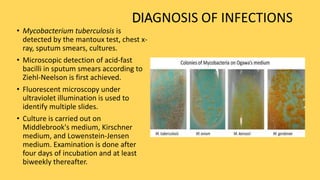 DIAGNOSIS OF INFECTIONS
• Mycobacterium tuberculosis is
detected by the mantoux test, chest x-
ray, sputum smears, cultures.
• Microscopic detection of acid-fast
bacilli in sputum smears according to
Ziehl-Neelson is first achieved.
• Fluorescent microscopy under
ultraviolet illumination is used to
identify multiple slides.
• Culture is carried out on
Middlebrook's medium, Kirschner
medium, and Lowenstein-Jensen
medium. Examination is done after
four days of incubation and at least
biweekly thereafter.
 