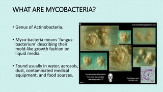 WΗAT ARE MYCOBACTERIA?
• Genus of Actinobacteria.
• Myco-bacteria means 'fungus-
bacterium' describing their
mold-like growth fashion on
liquid media.
• Found usually in water, aerosols,
dust, contaminated medical
equipment, and food sources.
 