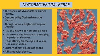 MYCOBACTERIUM LEPRAE
• This specie of Mycobacteria causes
leprosy.
• Discovered by Gerhard Armauer
Hansen.
• Thought of as a Neglected Tropical
Disease.
• It is also known as Hansen’s disease.
• It is chronic and infectious, damaging
the peripheral nerves.
• It has affinity for the eyes, skin, ear,
nose and muscles.
• Leprosy affects all ages of people.
• Affiliated with poverty.
 