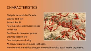 CHARACTERISTICS
Obligate Intracellular Parasite
Weakly acid-fast
Aerobic bacilli
Resembles M. tuberculosis in size
and shape
Bacilli are in clumps or groups
Slow replication rate
Cold temperature loving
M. leprae is grown in mouse foot pads.
Nine-banded armadillos (Dasypus novemcintus) also act as model organisms.
 