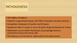 PATHOGENESIS
• Not highly contagious.
• Infection is genetically based, with 95% of people naturally resistant.
• Incubation is between 9 months and 20 years.
• Symptoms take 3-5 years or up to 20 years (long incubation) to reveal.
• Replication occurs within histiocytes (macrophage found in
connective tissue) and nerve cells.
• The leprosy is of two forms: Tuberculoid and Lepromatous.
 