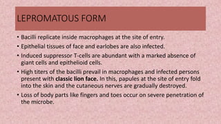 LEPROMATOUS FORM
• Bacilli replicate inside macrophages at the site of entry.
• Epithelial tissues of face and earlobes are also infected.
• Induced suppressor T-cells are abundant with a marked absence of
giant cells and epithelioid cells.
• High titers of the bacilli prevail in macrophages and infected persons
present with classic lion face. In this, papules at the site of entry fold
into the skin and the cutaneous nerves are gradually destroyed.
• Loss of body parts like fingers and toes occur on severe penetration of
the microbe.
 