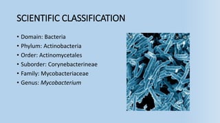 SCIENTIFIC CLASSIFICATION
• Domain: Bacteria
• Phylum: Actinobacteria
• Order: Actinomycetales
• Suborder: Corynebacterineae
• Family: Mycobacteriaceae
• Genus: Mycobacterium
 