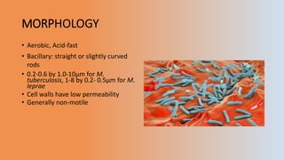 MORPΗOLOGY
• Aerobic, Acid-fast
• Bacillary: straight or slightly curved
rods
• 0.2-0.6 by 1.0-10µm for M.
tuberculosis, 1-8 by 0.2- 0.5µm for M.
leprae
• Cell walls have low permeability
• Generally non-motile
 