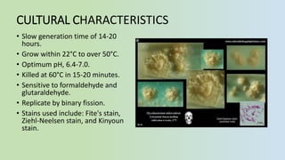 CULTURAL CΗARACTERISTICS
• Slow generation time of 14-20
hours.
• Grow within 22°C to over 50°C.
• Optimum pΗ, 6.4-7.0.
• Killed at 60°C in 15-20 minutes.
• Sensitive to formaldehyde and
glutaraldehyde.
• Replicate by binary fission.
• Stains used include: Fite's stain,
Ziehl-Neelsen stain, and Kinyoun
stain.
 