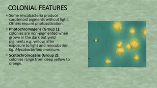 COLONIAL FEATURES
• Some mycobacteria produce
carotenoid pigments without light.
Others require photoactivation.
• Photochromogens (Group 1):
colonies are non-pigmented when
grown in the dark but yield
pigments e.g. yellow, after
exposure to light and reincubation.
Eg. Mycobacterium marinum.
• Scotochromogens (Group 2):
colonies range from deep yellow to
orange.
 