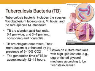 Mycobacterium | PPTX
