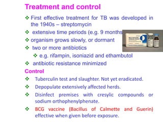 Treatment and control
 First effective treatment for TB was developed in
the 1940s – streptomycin
 extensive time periods (e.g. 9 months)
 organism grows slowly, or dormant
 two or more antibiotics
 e.g. rifampin, isoniazid and ethambutol
 antibiotic resistance minimized
Control
 Tuberculin test and slaughter. Not yet eradicated.
 Depopulate extensively affected herds.
 Disinfect premises with cresylic compounds or
sodium orthophenylphenate.
 BCG vaccine (Bacillus of Calmette and Guerin)
effective when given before exposure.
 