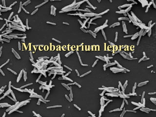 Mycobacterium leprae 