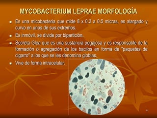 MYCOBACTERIUM LEPRAE MORFOLOGÍA
   Es una micobacteria que mide 8 x 0.2 a 0.5 micras, es alargado y
    curvo en unos de sus extremos.
   Es inmóvil, se divide por bipartición.
   Secreta Glea que es una sustancia pegajosa y es responsable de la
    formación o agregación de los bacilos en forma de "paquetes de
    cigarro" a los que se les denomina globias.
   Vive de forma intracelular.




                                                                    4
 