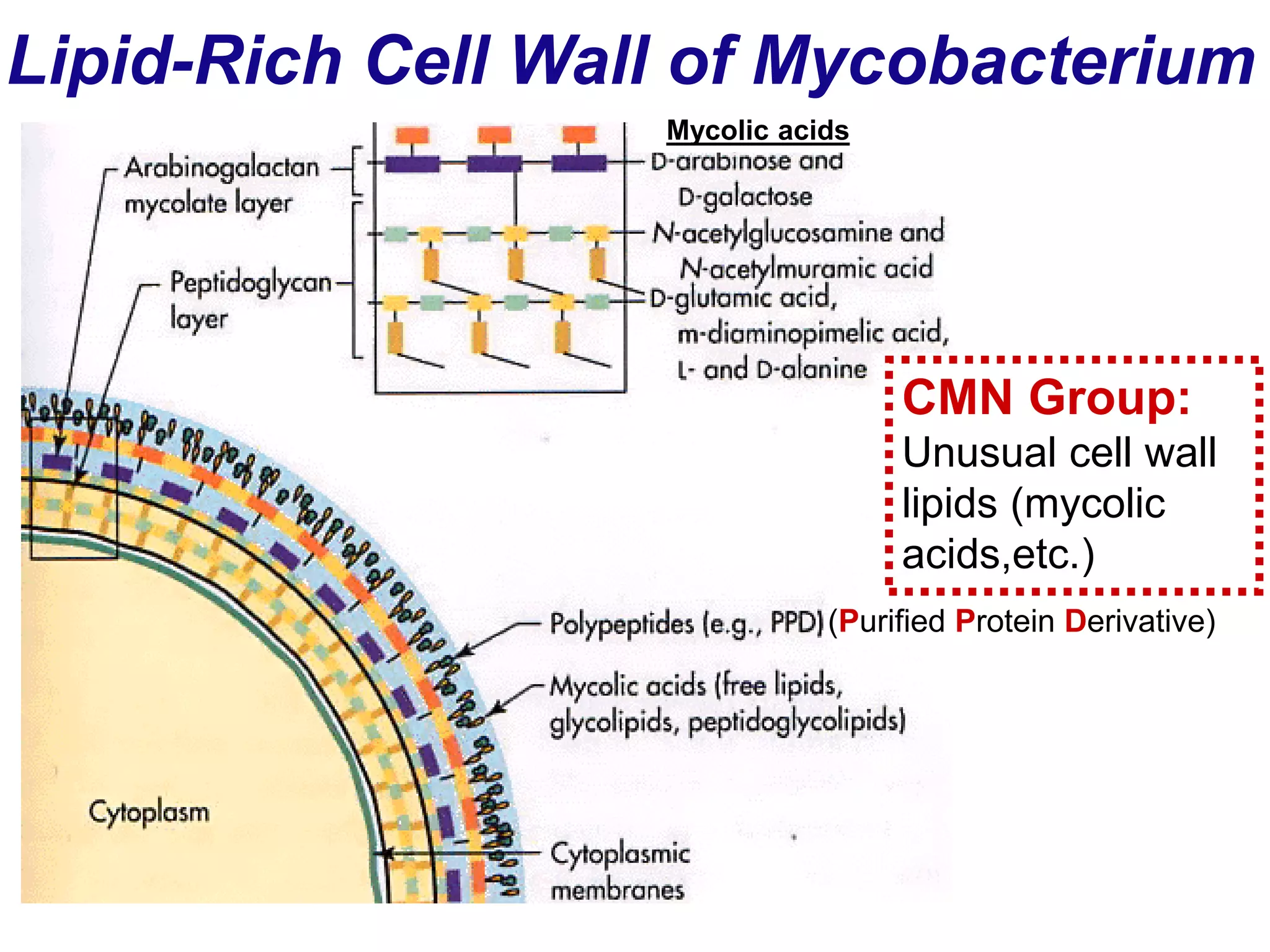 Lipid-Rich Cell Wall of Mycobacterium
Mycolic acids
CMN Group:
Unusual cell wall
lipids (mycolic
acids,etc.)
(Purified Protein Derivative)
 