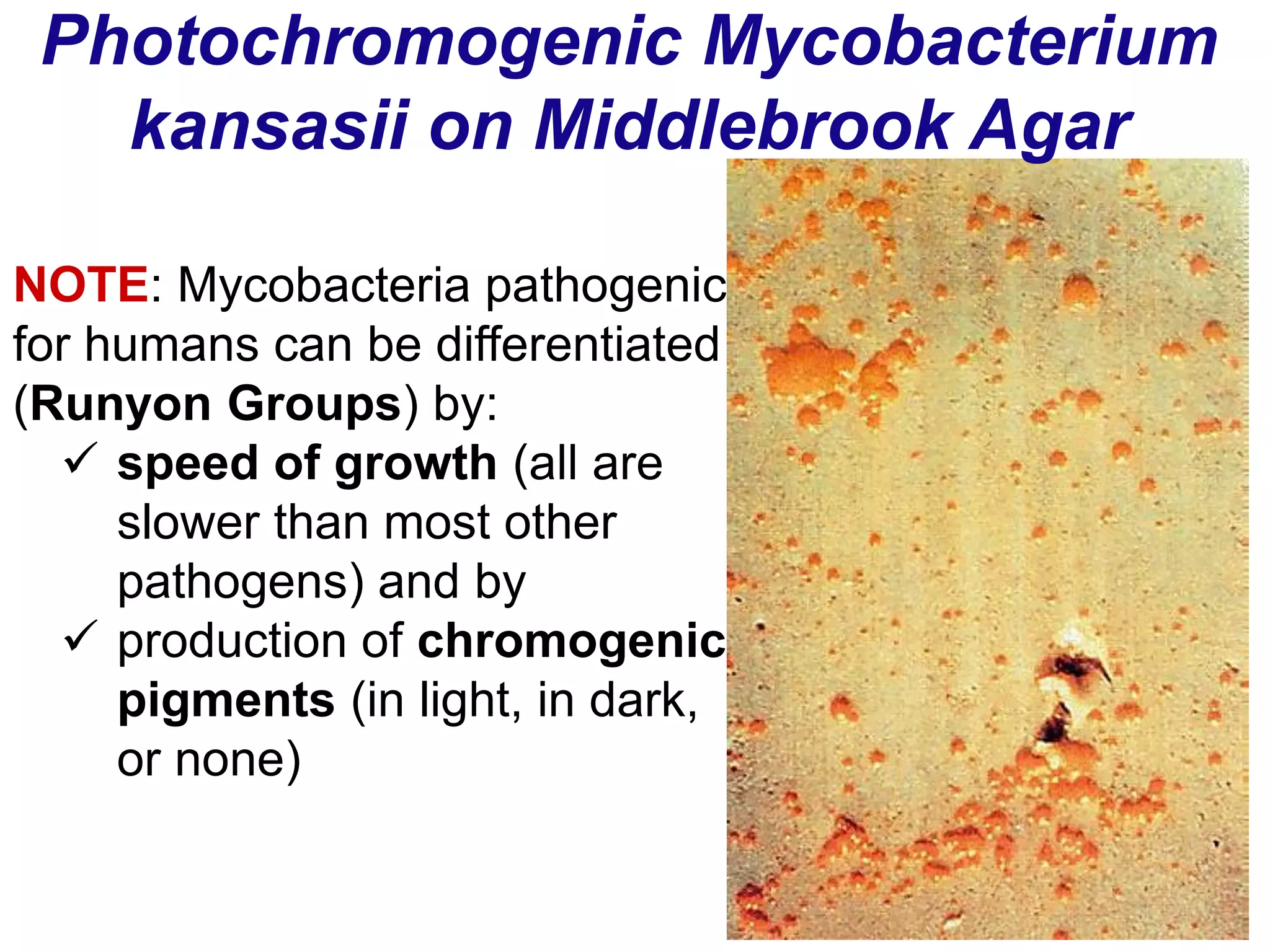Photochromogenic Mycobacterium
kansasii on Middlebrook Agar
NOTE: Mycobacteria pathogenic
for humans can be differentiated
(Runyon Groups) by:
 speed of growth (all are
slower than most other
pathogens) and by
 production of chromogenic
pigments (in light, in dark,
or none)
 
